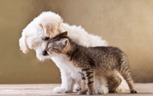 photo-cat-and-dog-cuddling-best-animal-friends-hdanimalwallpaper