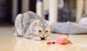 Cat-plays-with-a-cat-feather-toy