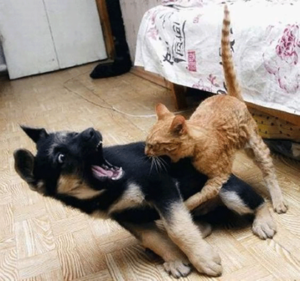 Cat Against Dog