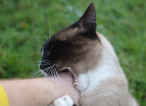 Cat Biting Human