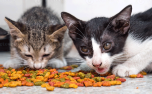 Kittens-eating-together