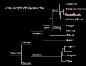 Cat phylogeny
