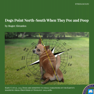 Dogs Point North-South
