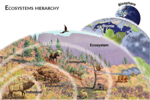 Ecosystems hierarchy