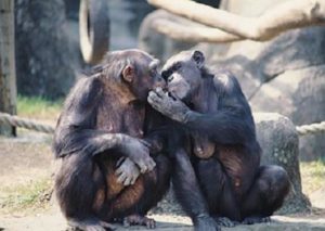 Chimpanzee-grooming