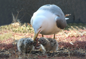 Sea Gull Silver Feeding Youngsters