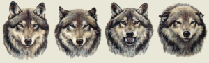 Wolf Faces (Dog Language)