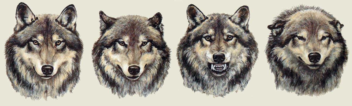Wolf Faces (Dog Language)