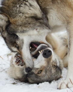 Wolves Dominant Behavior 1