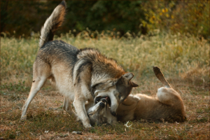 Wolves Dominant Submissive