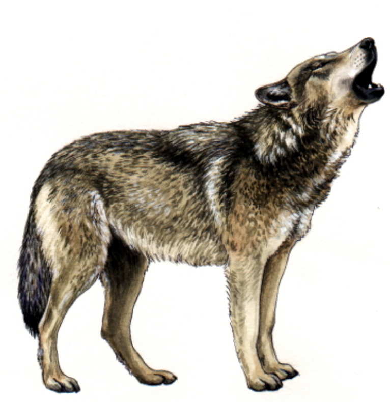 Wolf Howl Alice Rasmussen
