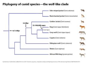 Canid Phylogeny