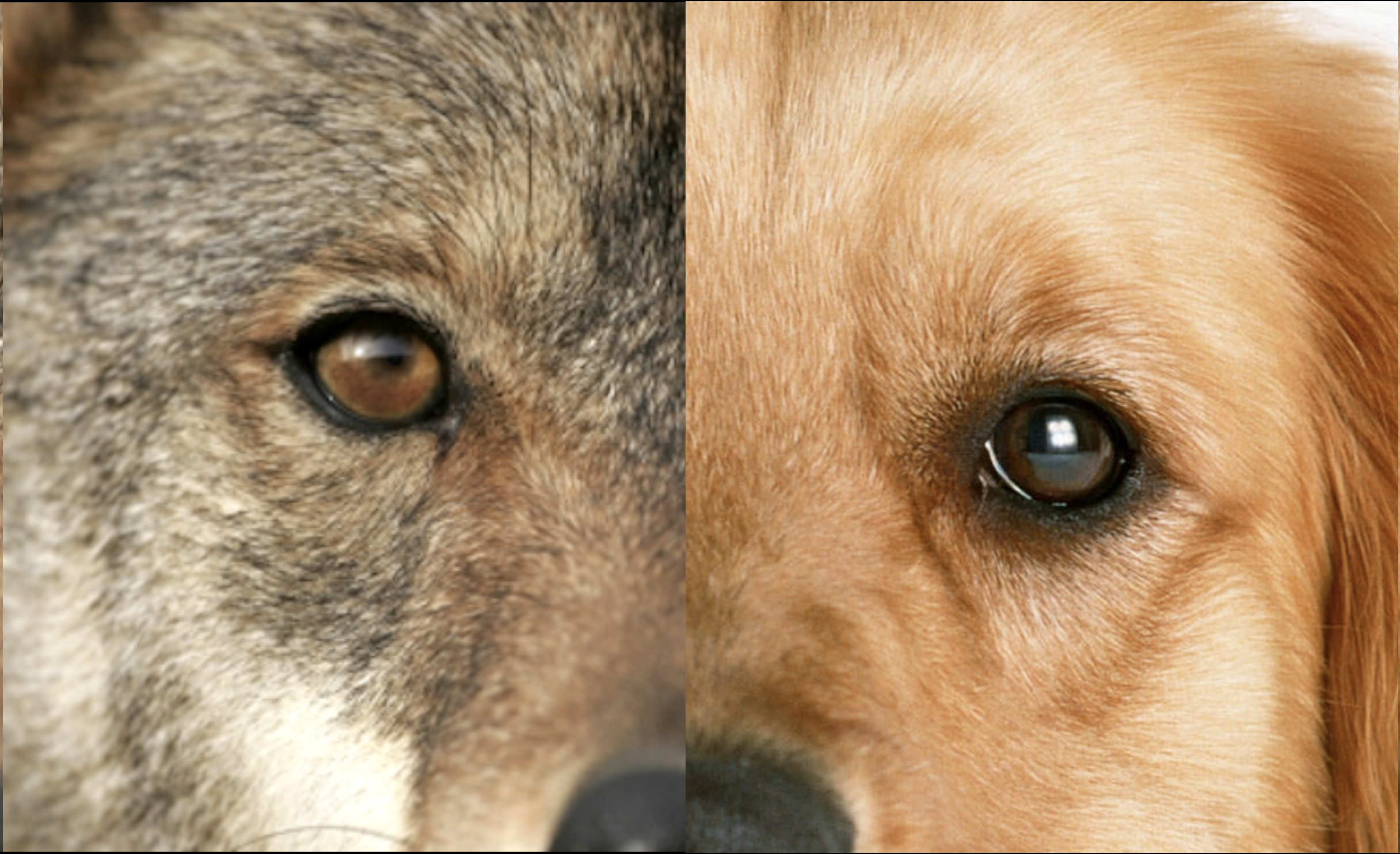 Wolf And Dog