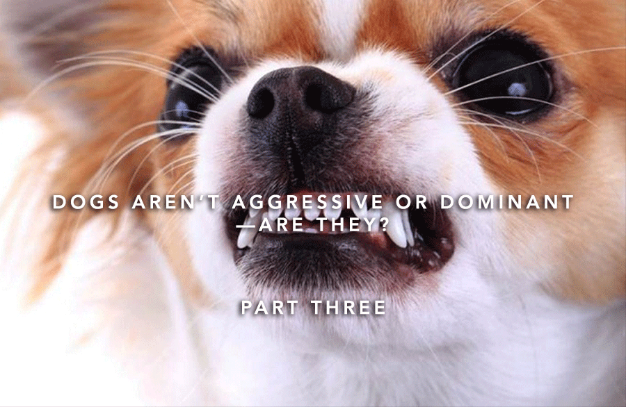 Aggressive Dog 3